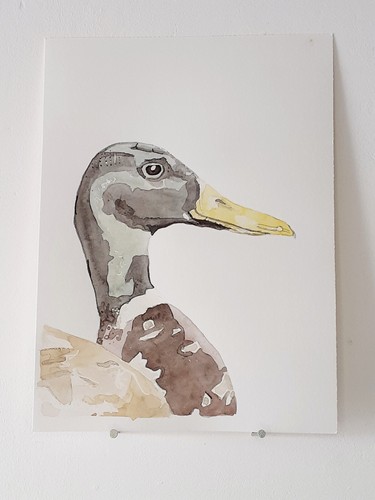Canard colvert aquarelle - canard,