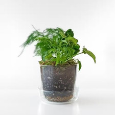 Terrarium Garden Kit with 3