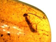 Ambre naturelle de Birmanie – inclusions insectes et végétaux – 3.74 cts