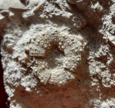 OURSIN FOSSILE ÉOCÈNE DU