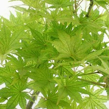 Acer palmatum 'Reticulatum' -