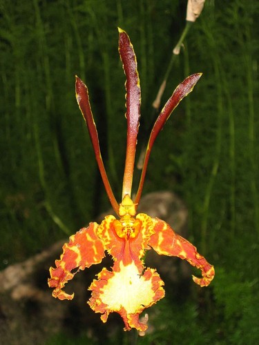 Psychopsis mendenhall - psychopsis,