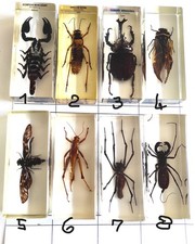 Insectes (9) en inclusion dans