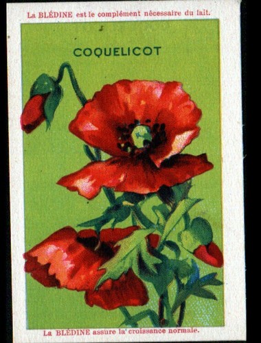 Image bledine fleurs des - bledine,