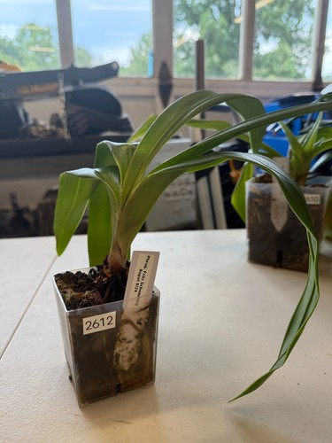 Phragmipedium fritz schomburg - phragmipedium,