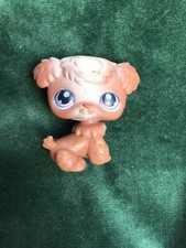 ??Petshop CHIEN Bichon frisé 38??