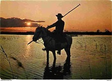 Animaux - Chevaux - Camargue -