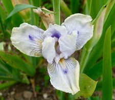 Iris Germanica intermediate, 'Tickle the Ivories' 3 rhizomes, offre speciale.