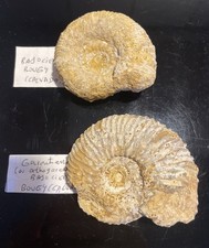 Ammonites Bajocien Normandie