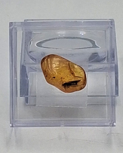 Ambre fossil avec - ambre,