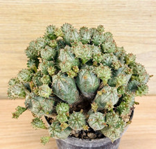 Euphorbia pseudoglobosa, pot
