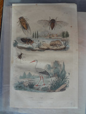 Gravure ancienne XIX Nature 