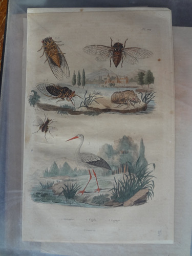 Gravure ancienne xix nature - xix,