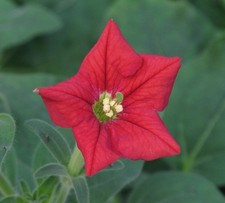 40 graines PETUNIA VIVACE