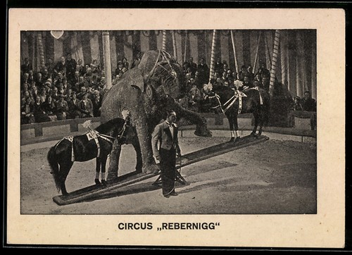 éléphant avec poneys sur - poneys,