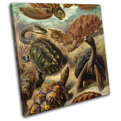 Botanical turtles sea vintage - sea,