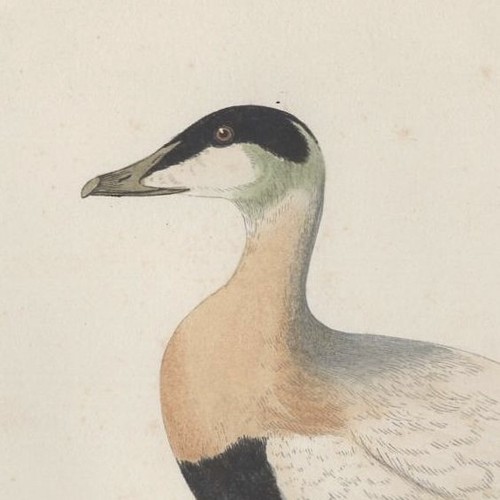 Canard eider gravure - canard,