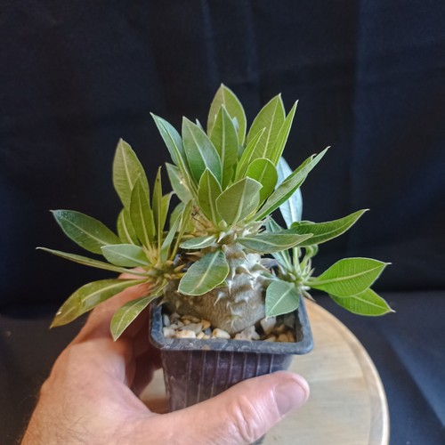 Pachypodium rosulatum ssp - pachypodium,
