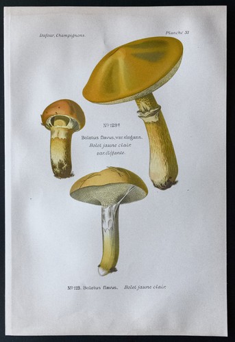 1891 planche couleur - 1891,