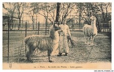 CAR-ACWP9-0633-75 - PARIS - Au jardin des plantes - Lama guanaco
