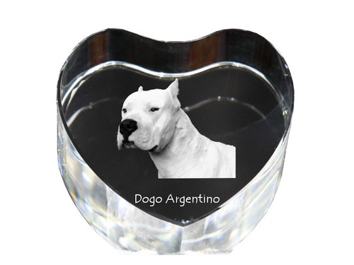 Dogue argentin cœur - , de