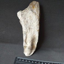 Ostrea Crassissima, Huitre