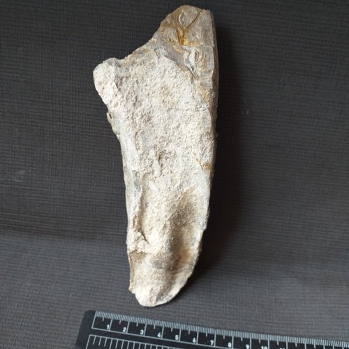 Ostrea crassissima huitre - ostrea,