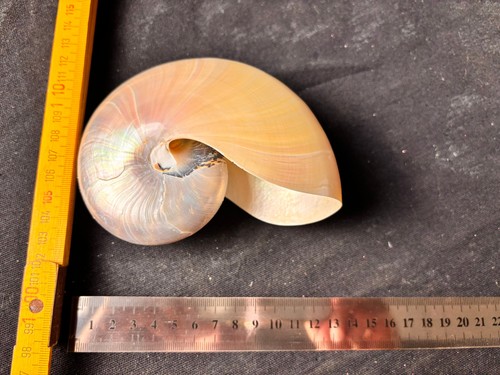 Coquillage nautile - coquillage,
