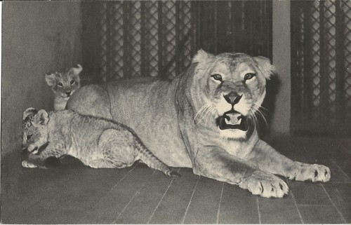 Cpa paris parc - cpa, zoologique