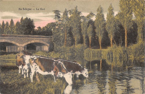 Paysage sologne vache - 45-paysage, a