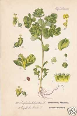 Euphorbia helioscopia - ,