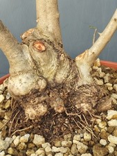 Bonsaï olivier 30 x 19 cm en