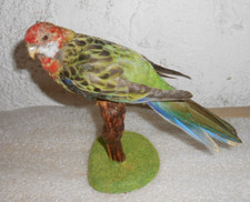 Ancienne Taxidermie Oiseau perruche omnicolore Naturalisé   taxidermy  curiosité