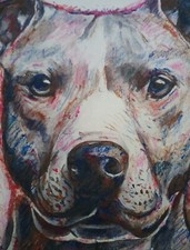 Tableau dessin Chien Pitbull Bouledogue 21x28cm/feuille signé S.D
