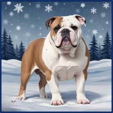 30 Custom Old English Bulldog