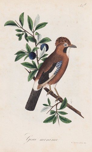 Geai minime oiseaux vogel - oiseaux,