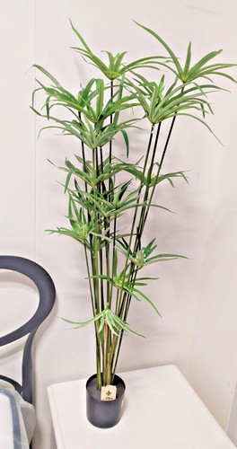 Plante intérieur - plante, d'intérieur
