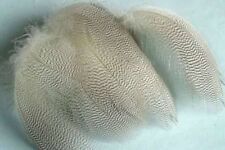 2g FLANC  CANARD montage mouche NATUREL truite colvert