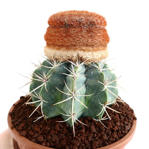 Melocactus diersianus hu404 - melocactus, 10