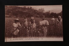 Carte postale: Costumes de Provence - 5. Cote d'Azur, Cueillette des Tubéreuses
