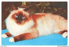 ASHP2-0135-CHAT - SACRE DE BIRMANIE - UN CHAT AVEC DES YEUX BLEU