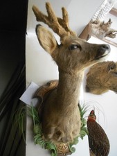 tête de chevreuil bois