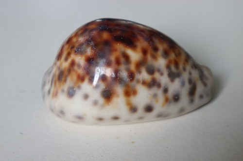 Collection coquillage cypraea - collection,