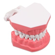 Modèle Typodont : Modèle