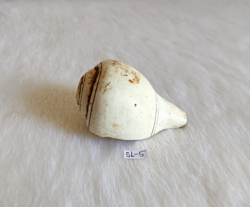 Coquillage naturel vintage - coquillage,