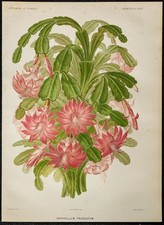 1886 - Cactus de Noël (Schlumbergera truncata) - Botanique, planche couleur