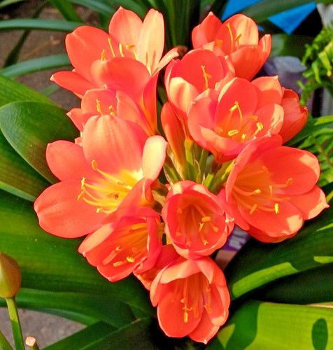 Clivia miniata bush lily - clivia,