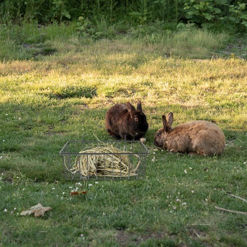 Mangeoire lapin foin suspendue - lapin,