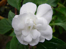 IMPATIENS  DOUBLE  BLANCHE