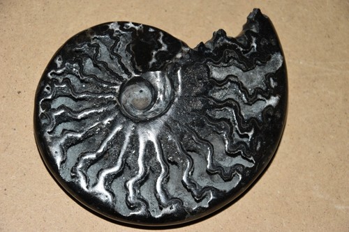 Rare ammonite aioloceras - ammonite,